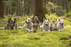Hunde