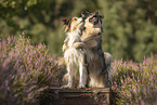 Hunde