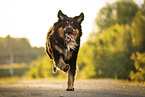 Berner-Sennenhund-Collie