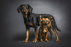 Hunde