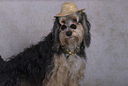 Powderpuff-Cocker-Spaniel