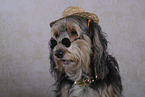 Powderpuff-Cocker-Spaniel