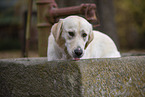 Golden-Retriever-Mischling