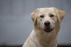 Golden-Retriever-Mischling