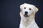 Golden-Retriever-Mischling