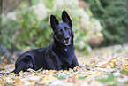 Schferhund-Mischling
