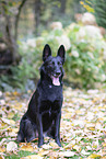 Schferhund-Mischling