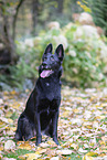 Schferhund-Mischling