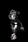 Mischling
