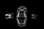 Mischling