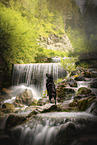 Schferhund-Mischling