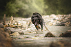 Schferhund-Mischling