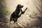 Schferhund-Mischling