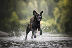 Labrador-Retriever-Golden-Retriever
