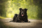Leonberger-Mischling
