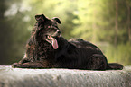 Leonberger-Mischling
