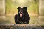 Leonberger-Mischling