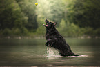 Leonberger-Mischling