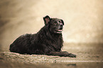 Leonberger-Mischling