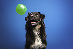 Kroatischer-Schferhund-Mix