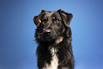 Kroatischer-Schferhund-Mix