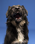 Kroatischer-Schferhund-Mix