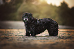 Labrador-Mischling
