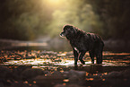 Labrador-Mischling
