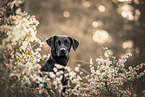 Labrador-Mischling