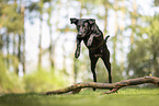 Labrador-Mischling