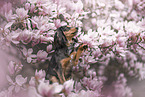 Mischling