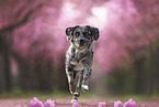 Mischling