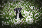 Mischling