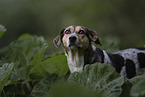 Pointer-Mischling