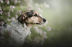 Pointer-Mischling