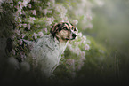 Pointer-Mischling