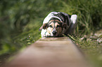 Pointer-Mischling