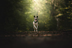 Jack-Russell-Foxterrier