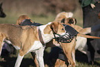 Hund mit Maulkorb