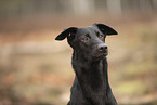 Dobermann-Mischling