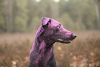Dobermann-Mischling