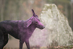 Dobermann-Mischling