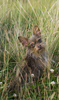 Yorkshire-Terrier-Mischling