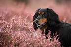 Cocker-Spaniel-Dackel