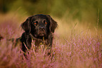Golden-Retriever-Mischling