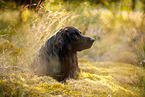 Golden-Retriever-Mischling