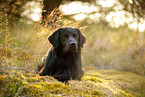 Golden-Retriever-Mischling