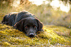 Golden-Retriever-Mischling
