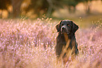 Golden-Retriever-Mischling