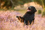 Golden-Retriever-Mischling